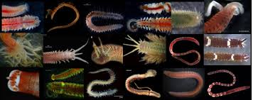 Image result for Polychaeta spp.