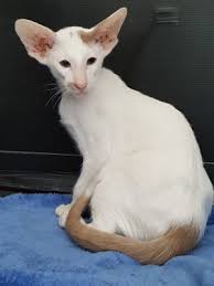 Unfortunately all oriental kittens are sold. Barradene Siamese Oriental Foreign White