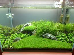 Post Your Shrimp Tanks Planted Aquarium Shrimp Tank Aquascape Aquarium