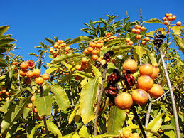 Image result for Pittosporaceae