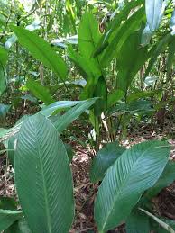 A tvoi strany yze traxaut eti zidy s 90 goda. Pertanian Moden Pokok Calathea Luthea Pokok Daun Lirik Facebook