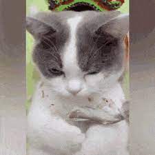 It was a feast for our cats. Cat Eating Dry Fish Asmr Http Bit Ly 2cd92fs Cats Cute Animals Cat Eating