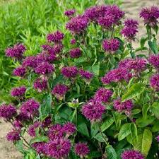 Monarda Didyma Purple Rooster Wayside Gardens No Room For This Seriously Now I Should Get The Red Ones That I Hav Bee Balm Bee Balm Plant Bulb Flowers