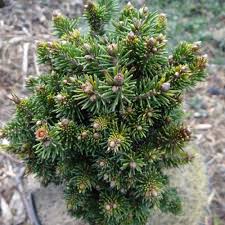 New growth in spring droops giving this selection a lovely weeping look. Online Store Mundi Plantarum
