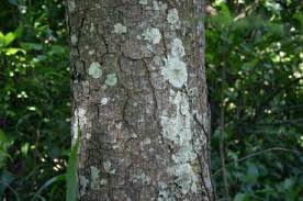 Image result for Glenniea africana