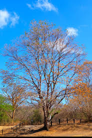 Image result for Ateleia herbert-smithii