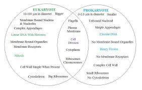 prokaryote vs eukaryote biology classroom biology