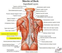 Anatomy 504 Jawaid Flashcards Spinal Lab Part 2 Studyblue Muscle Anatomy Back Muscles Body Anatomy