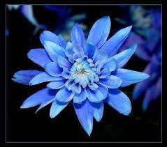 Google Image Result For Http Plantspages Com Images Plantspages Blue Aster Jp Aster Flower Tattoos Birth Flower Tattoos September Birth Flower