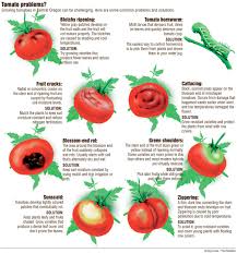 Maybe you would like to learn more about one of these? Tending Troubled Tomatoes Lifestyle Bendbulletin Com