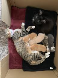 Patch And Zelda Arent Even Related But They Are Attached At The Hip Zelda Just Chills In The Box And Keeps Animals Images Cute Animals Animal Rescue Shelters