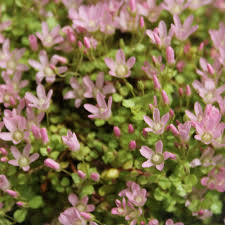 Image result for Anagallis oligantha