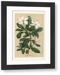 Image result for Hyperacanthus amoenus