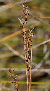 Image result for Scleria griegifolia