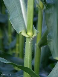 Image result for Zea mays