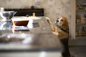 Beagle Dog Photo Great Hunter Mischievous Games Https Youtube Com Ogysoft Com P 79598 Dogs Beagles 736 X 491 Games Wallpapers World Of Warcraft