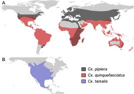 West nile virus is spread to humans through the bite of an infected female mosquito. Transmission Of West Nile Virus And Other Temperate Mosquito Borne Viruses Occurs At Lower Environmental Temperatures Than Tropical Mosquito Borne Diseases Biorxiv