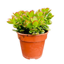 Image result for Crassula lanceolata