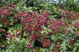 Image result for Crataegus