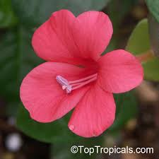 Image result for Barleria