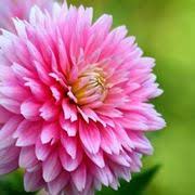 Diamo un nome a fiori e piante. Bulbi A Palla