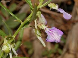 Image result for Afrohybanthus