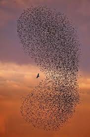 Inspiration Raubvogel Naturfotografie Bilder
