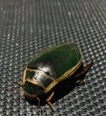 Image result for Dyschoriste multicaulis