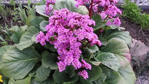 Image result for Bergia polyantha