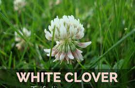 White Clover Facts And Health Benefits