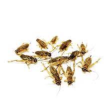 We did not find results for: 50 Live Premium Crickets Shipped To Your Door Premiumcrickets Com Live Feeder Crickets Dubia Roaches Superworms Mealworms Wax Worms And More Shipped Fresh To Your Door