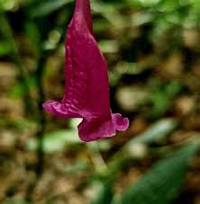 Image result for Strobilanthes hamiltoniana