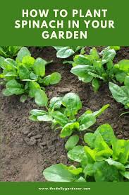 Maybe you would like to learn more about one of these? How To Plant Spinach In Your Garden Tricks To Care