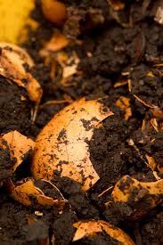 Check spelling or type a new query. 15 Fantastic Ways To Use Eggshells In The Garden Gardening