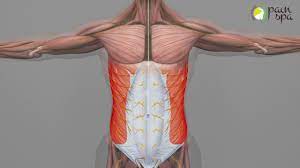 Chronic Abdominal Wall Pain Abdominal Cutaneous Nerve Entrapment Syndrome Acnes Youtube