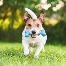 Zanesville 3853 northpointe drive zanesville oh 43701 united states. 20 Best Dog Toys 2020 Fun Dog Toys For Big And Small Pets