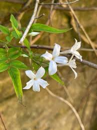 Image result for Jasminum schimperi