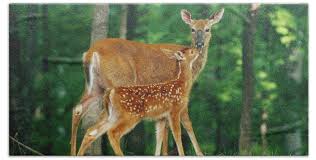 White-tailed Deer Doe And Fawn Beach Sheet by Stephen J. Krasemann