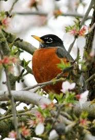 Black Bird With Orange Belly Michigan Mm Colour Scheme Robin Robin Bird Backyard Birds Beautiful Birds
