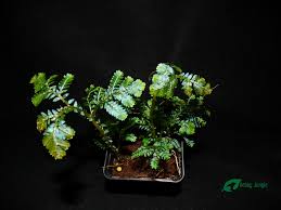 Image result for Selaginella kalbreyeri