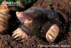 Moles are members of the mammal family talpidae in the order soricomorpha. Pin By Lala Mole On Do Malowania In 2021 Mole European Mole Animal Photography