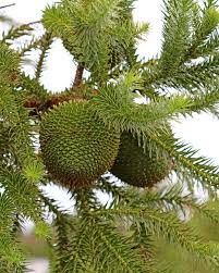 Image result for Araucaria angustifolia