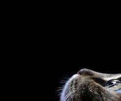 Free Hd Desktop Backgrounds And Wallpapers Deskopwalls