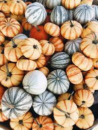 Fall Iphone Pumpkin Wallpaper Screensaver Instagram Shealeighmills Nashville Blogger Pumpkin Wallpaper Fall Pumpkins Fall Wallpaper