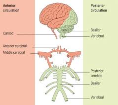 Image result for Posterior Circulation