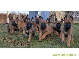 Belgian Malinois Puppies For Sale In Hyderabad On Best Price Asiapets Malinois Puppies Belgian Malinois Puppies Malinois Puppies For Sale