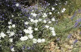 Below are some ideas for flowering plants that will attract butterflies to your yard and provide summer long flowers and color. Desert Plants Arizona State Parks