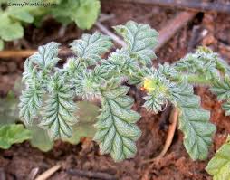 Image result for Coldenia procumbens