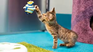 ‪Caring for Cats and Kittens - RSPCA New South Wales‬‏