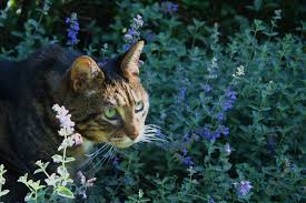 Check spelling or type a new query. Katzen Auf Droge Der Betorende Duft Der Katzenminze